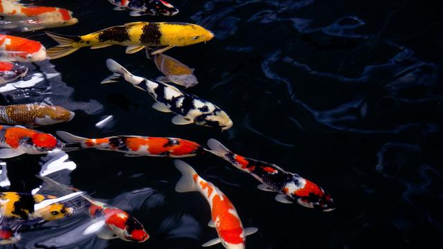 Analisis Singkat Pemasaran Ikan Koi